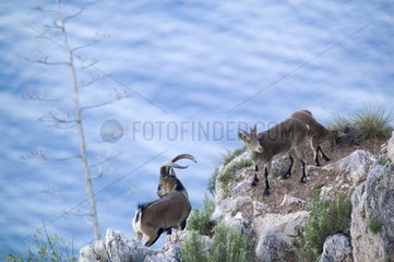 Male and females Spanish Ibexes on a rocky coast Spain
