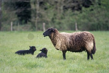 Landes de Bretagne sheep