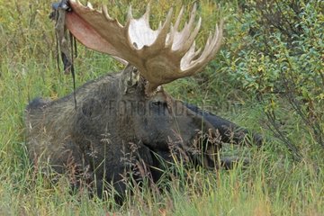Grand mâle d'Orignal couché dans la végétation Alaska