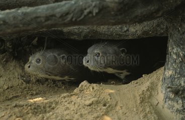 Riese Otter am Eingang der Brasilien Pantanal Höhle