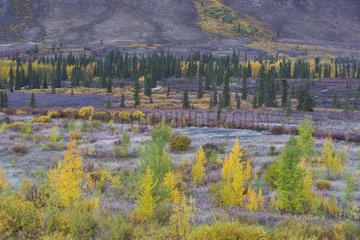 Fall colors along the Dempster Highway in northern Yukon