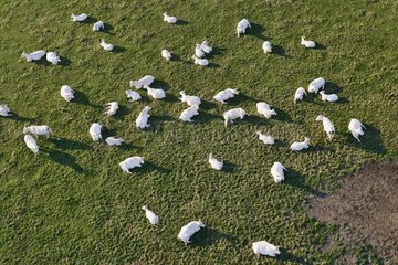 Luftaufnahme einer Herde von Charolaise -Kühen Frankreich