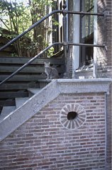 Grey Tabby European Cat sitzt auf einer Treppe Holland