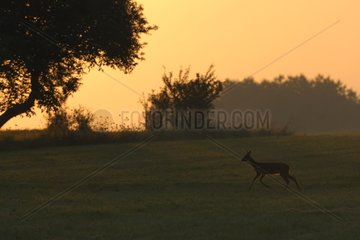 Silhouette of female roe deer at dusk Vosges France