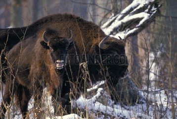 Female european Bison and its small in clearing Poland