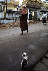 Monk looking at a cat sitting in the street Burma