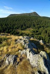 Mont Mezenc and conifer forest Auvergne France