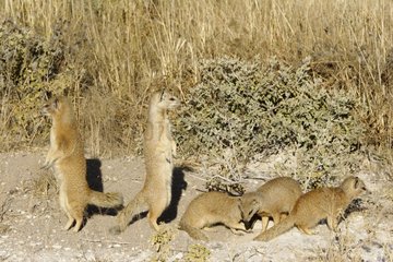 Yellow Mongooses waking up Etosha Namibia
