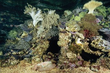 Ambiance de récifs de coraux mous en aquarium