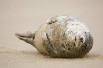 Pup of Grey Seal resting on a beach United Kingdom