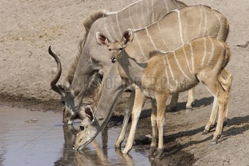 Family of Greater kudu drinking at the water point Etosha