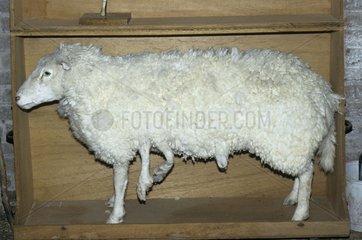 EingebÃ¼rgerte Schafe mit sechs Beinen Frankreich