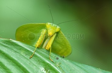 Mantis posed on a leaf Costa Rica