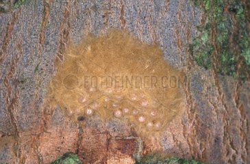 Ootheca of Oak processionary moth on a trunk