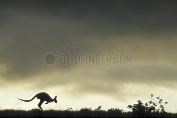 Western wallaroo jumping at twilight Australia