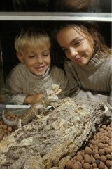Enfants regardant un Agame barbu dans un terrarium