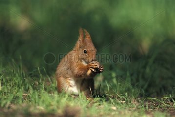 Red squirrel eating a hazelnut in the grass France