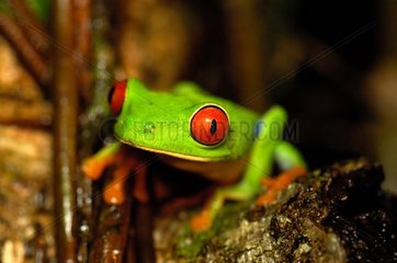 Red-eyed Treefrog in Tortuguero NP Costa Rica