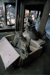 Junge Katzen ruhen in einem Karton Burma