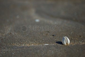 Shell open on wet sand France