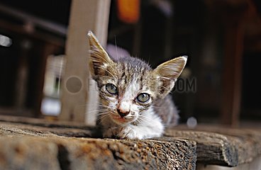 DÃ¼nne junge Katze mit trauriger Blick Kambodscha