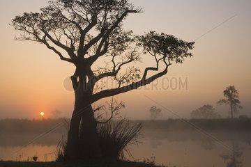 Foggy lagoon on a cool December morning in Kaziranga India