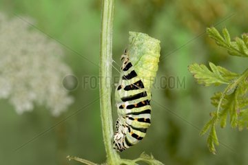 Caterpillar of Old world swallowtail moulting on a stem