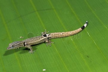 Am wenigsten Gecko auf Leaf Nicaragua entdeckt
