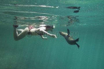 Galapagos Sea lion and diver Isabella Galapagos