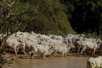 Cattle crossing a river Pantanal Mato Grosso Brazil