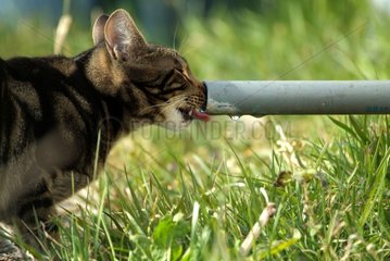 Cat drinking water leaving a pipe