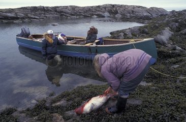 Dépeçage d'un phoque Nunavik Canada