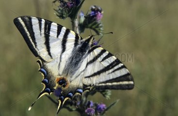 Flumble Butterfly auf einem französischen Distel