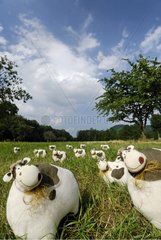 Figures Cows in a meadow in summer Wintzenheim