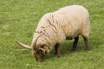Manx Loghtan sheep grazing Cotswold Farm Park UK