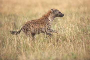 Speckled Hyena running in the grass Masai Mara Kenya