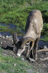 Males of bighorn sheep licking the ground near a brook
