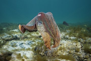 Giant Australian Cuttlefish swimming South Australia