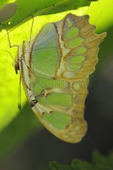Malachit -Schmetterling  das unter einem Blatt Nicaragua getarnt war