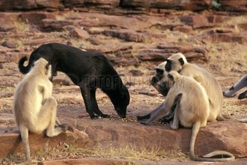 Offerings for Hanuman langurs shared with a dog in desert