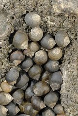 Gemeinsame Periwinkles auf einem Felsen in Lowtide Frankreich