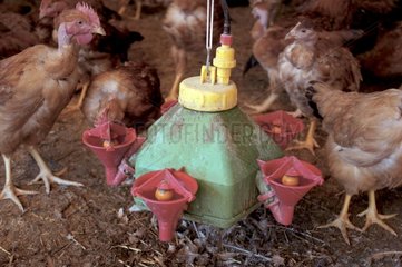 Wasserverteiler für Lozère France Huhn