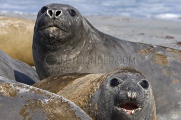 Northern elephant seals in Falkland Islands