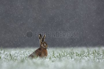 European Hare sitting in the grass under the snow France
