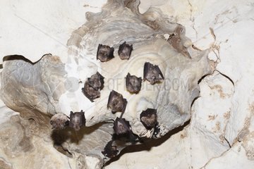 Greater horseshoe bats hanging in a cave Italy
