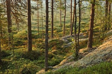 Virgin forest undergrowth Finland