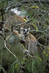 Deux Maki catta dans un arbre Madagascar Sud