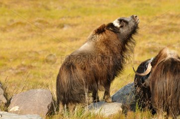 Young muskox smelling in tundra Alaska USA
