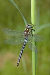Hairy dragonfly posed on a stem