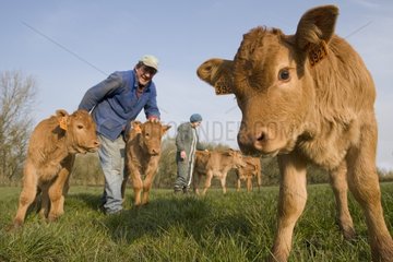 Vieh- und Kälberlimousinen in der Wiese Frankreich